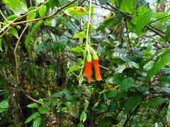 Macleania bullata