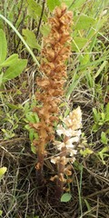 Orobanche calendulae