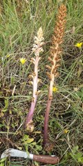Orobanche calendulae