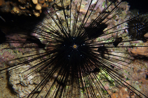Long Spine Urchin