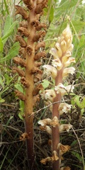 Orobanche calendulae