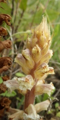 Orobanche calendulae