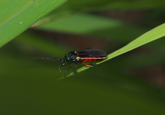 Ectrychotes andreae