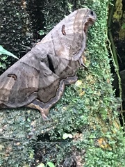 Arsenurinae