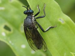 Dioctria atricapilla