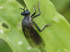 Dioctria atricapilla