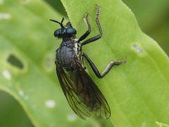 Dioctria atricapilla