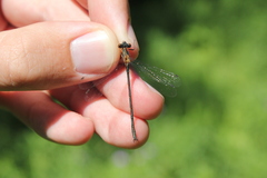 Lestes dryas