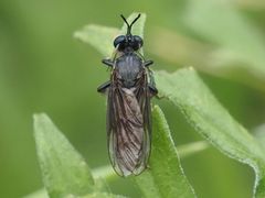 Dioctria atricapilla