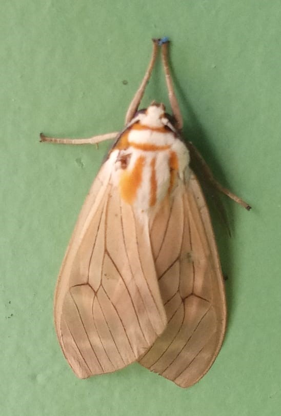 Amastus aconia
