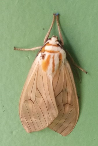 Amastus aconia