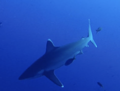 Carcharhinus albimarginatus