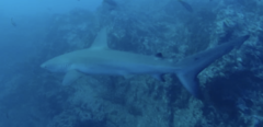 Carcharhinus galapagensis