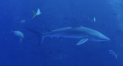 Carcharhinus galapagensis