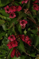 Escallonia rubra