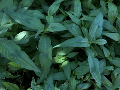 Persicaria