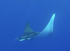 Mobula tarapacana
