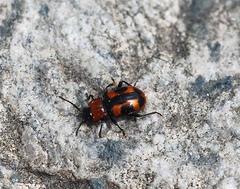 Ancylopus pictus