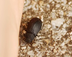 Heterotarsus carinula