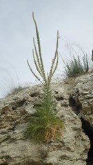 Reseda suffruticosa