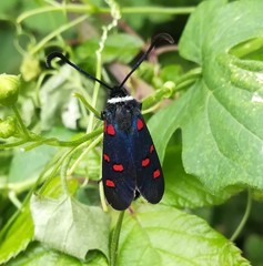 Zygaena lavandulae