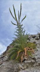 Reseda suffruticosa