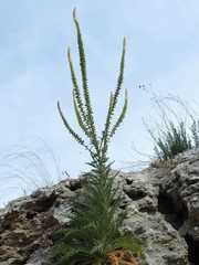 Reseda suffruticosa