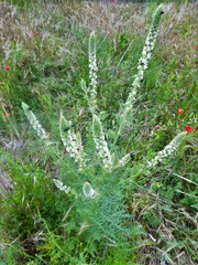Reseda suffruticosa