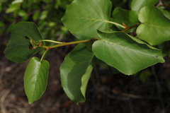Alnus cordata