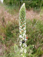 Reseda suffruticosa