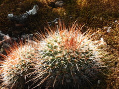 Mammillaria scrippsiana