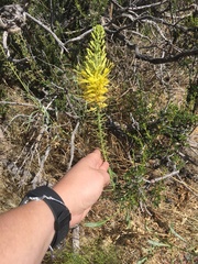 Stanleya pinnata pinnata