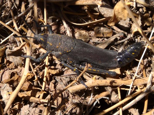 Poekilocerus bufonius