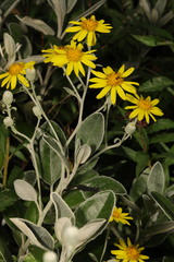 Brachyglottis × jubar