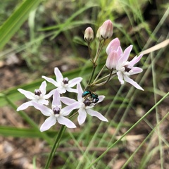 Asclepias feayi image