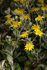 Brachyglottis × jubar