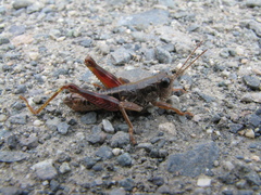 Buckellacris chilcotinae