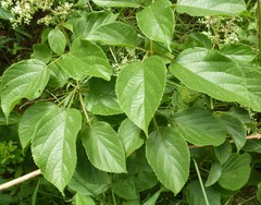 Premna quadrifolia