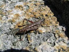 Buckellacris chilcotinae