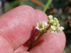 Cyclanthera