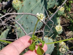 Cyclanthera