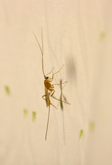 Macrocentrinae