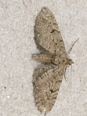 Eupithecia intricata