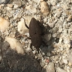 Sphenophorus