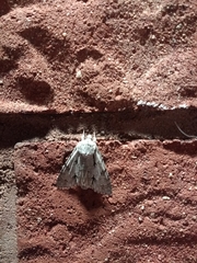 Acronicta psi