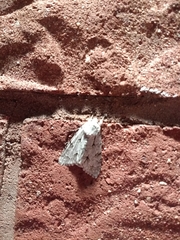 Acronicta psi