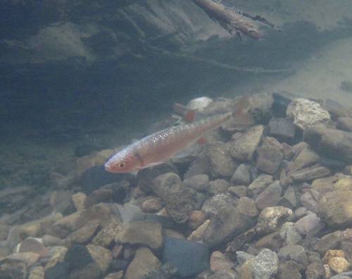 Vuurglansvoorn (Lythrurus ardens) — Cyprinidae
