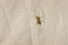 Macrocentrinae