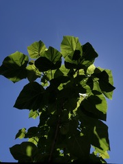 Paulownia tomentosa