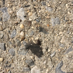 Sphenophorus